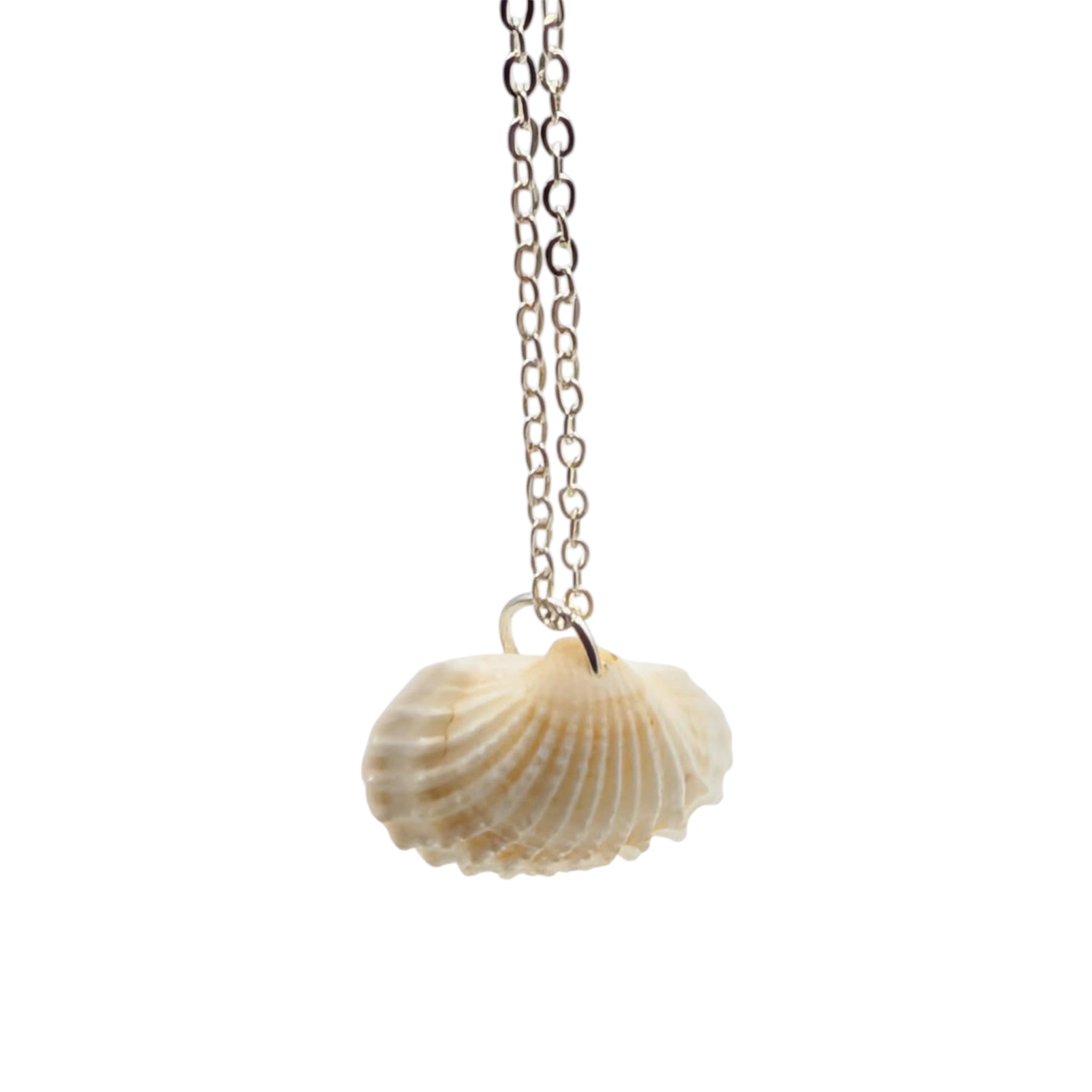 Shell pendant hanging on a chain against a white background
